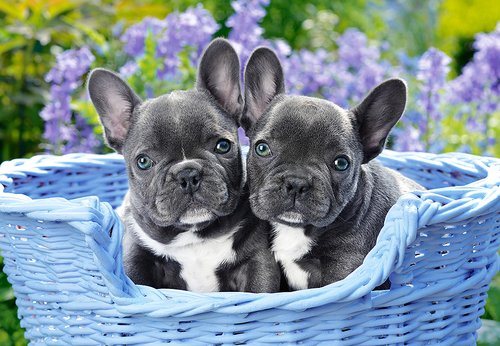 Pussel 1000 bitar French Bulldog Puppies