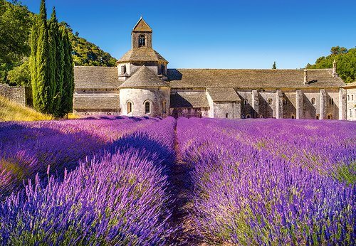 Pussel 1000 bitar Lavender Field in Provence, France