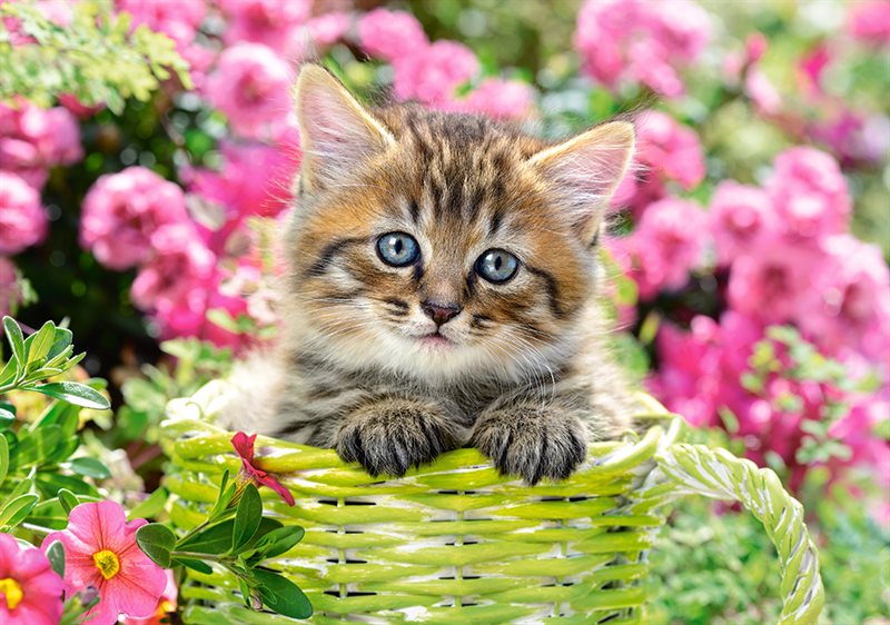 Pussel 500 bitar Kitten in Flower Garden