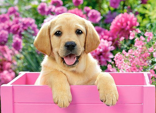 Labrador Puppy in Pink box - Pussel 300 bitar
