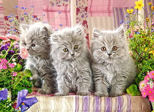 Three Grey Kittens - Pussel 300 bitar