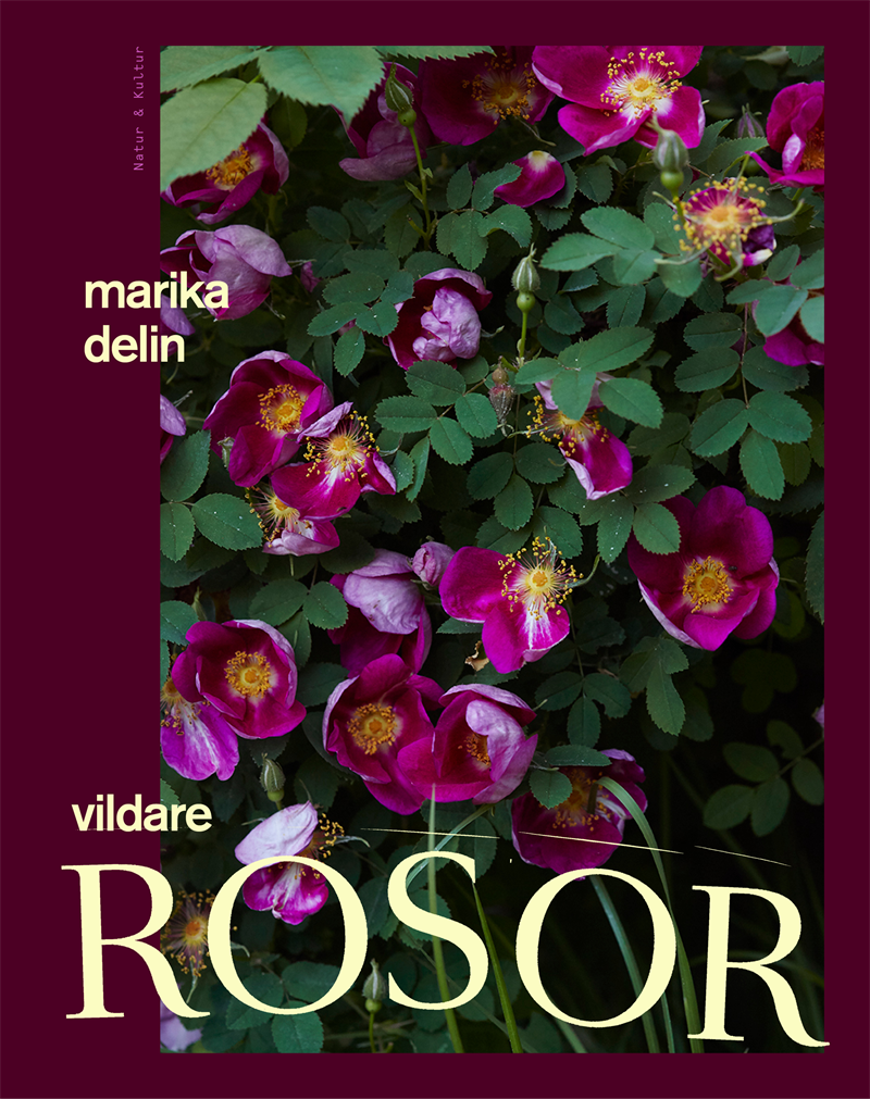 Vildare rosor