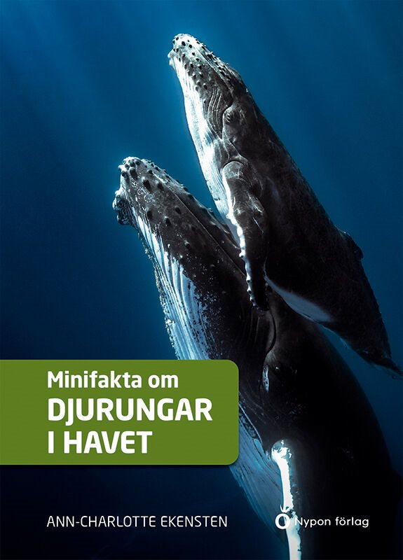 Minifakta om djurungar i havet