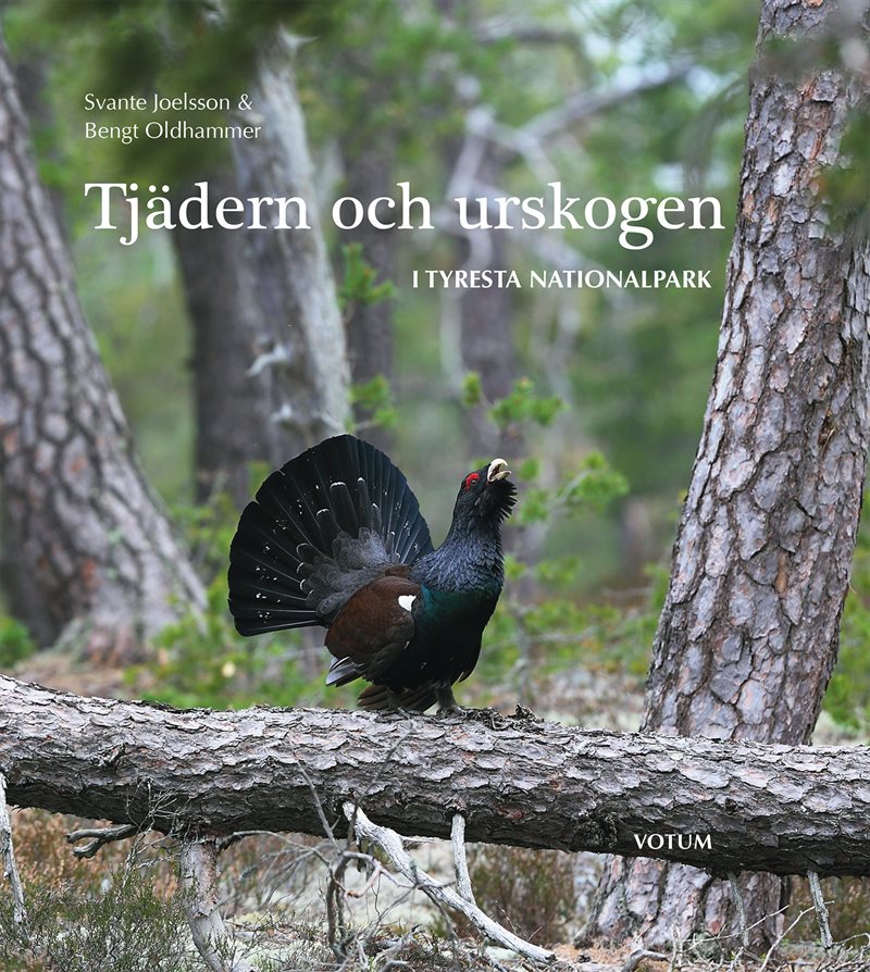 Tjädern och urskogen : i Tyresta nationalpark