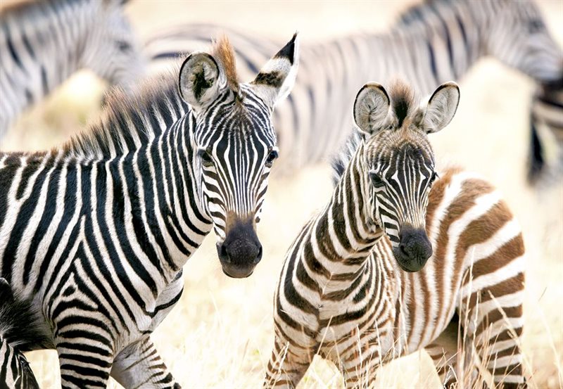 Young Zebras, 1000-bitarspussel